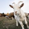 Beraksi di 9 Lokasi Lebak, 5 Pencuri 50 Kambing Ditangkap