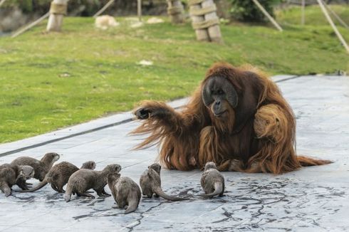 Persahabatan Unik Orangutan dan Berang-berang di Kebun Binatang Belgia