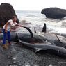 Puluhan Paus Pemandu Mati Terdampar di Perairan Alor