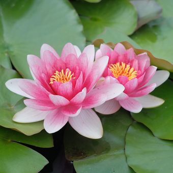 Ilustrasi bunga water lily.