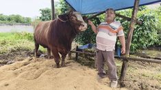 Sapi Limosin Seberat 900 Kg Asal Karo Terpilih Jadi Hewan Kurban Presiden Prabowo