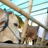 Bantul Ajukan 8 Ekor Sapi untuk Kurban Presiden Jokowi