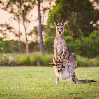 Kanguru dan anaknya di dalam kantung