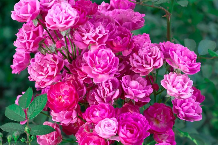 Ilustrasi tanaman bunga mawar.