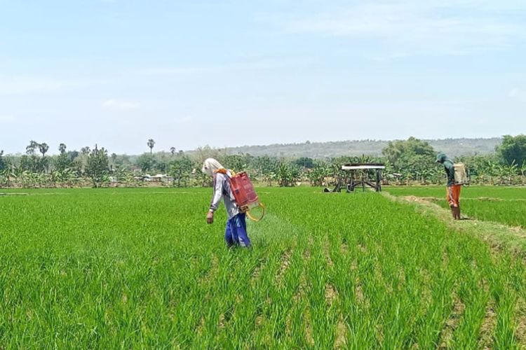 Petani di Kabupaten Tuban, Jawa Timur sedang melakukan pengobatan tanaman padi miliknya yang sudah waktunya pemupukan.