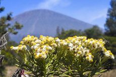 Mengenal Bunga Edelweis, Bunga Abadi di Gunung yang Tak Boleh Dipetik