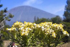 Video Viral Pendaki Petik Edelweiss di Gunung Buthak, Langsung Ditegur