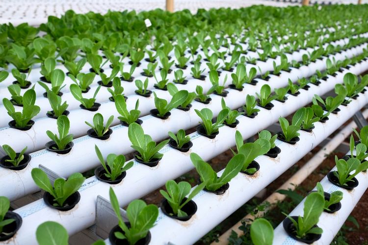 Ilustrasi tanaman hidroponik.