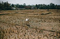 Sawah Tak Terairi, Ribuan Petani di Cianjur Menganggur