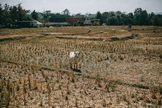 Debit Air Irigasi Leuwikuya Turun, Ribuan Sawah di Kabupaten Bandung Terancam Kekeringan