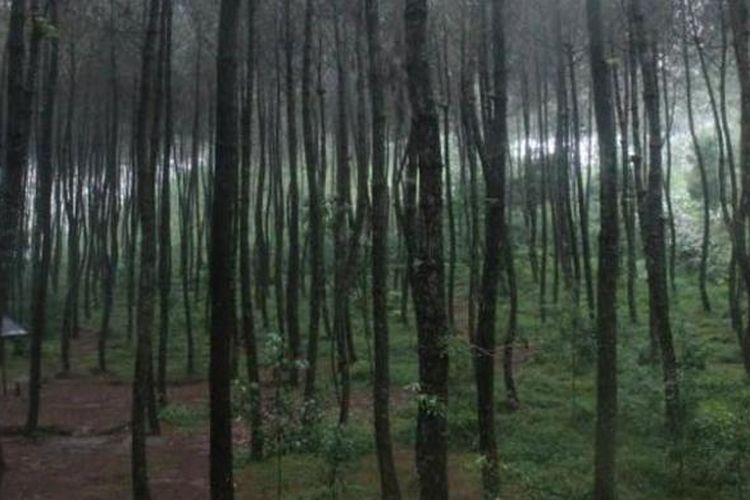 Kragilan Top Selfie di Magelang, Jawa Tengah. Kragilan Top Selfie ini disebut-sebut hampir serupa dengan hutan yang ada di Pulau Nami, Korea. 