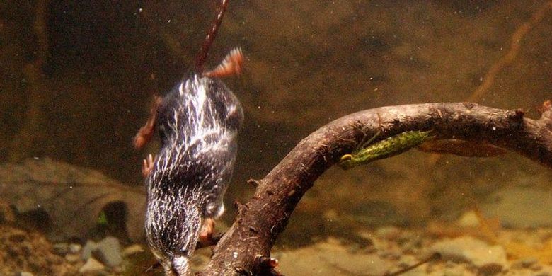 Tikus air termasuk dalam ordo mamalia yang disebut Eulipotyphla, yang diterjemahkan yang benar-benar gemuk dan buta.