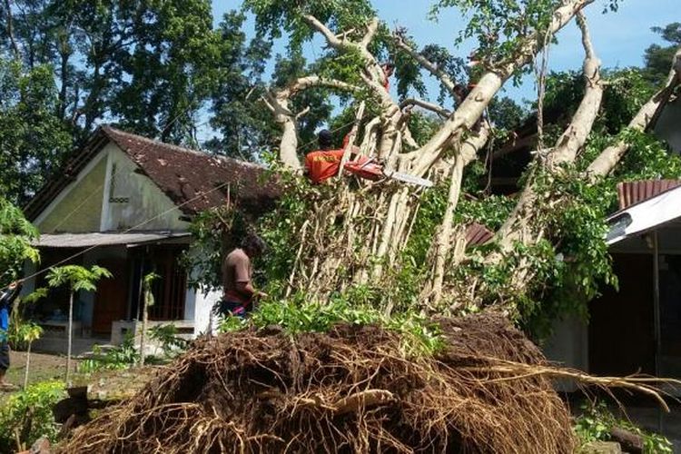 POTONG POHON - Petugas Badan Penanggulangan Bencana Daerah Kabupaten Ponorogo memotong pohon yang tumbang menimpa rumah warga Bungkal, Kabupaten Ponorogo, Rabu ( 8 / 3 / 2017).