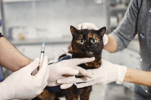 Cara Kurangi Stres pada Kucing Saat ke Dokter Hewan