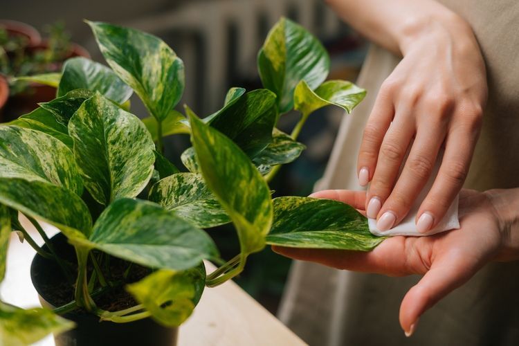 Daun Tanaman Hias Indoor Keriting? Ini Penyebab dan Cara Mengatasinya