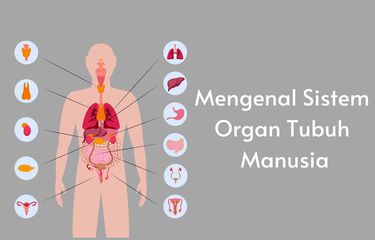 Ilustrasi mengenal sistem organ tubuh manusia