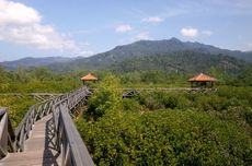 Tanam Mangrove Secara Masif Jadi Upaya Lindungi Pesisir