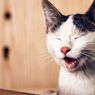 5 Penyebab Kucing Mengeluarkan Banyak Air Liur