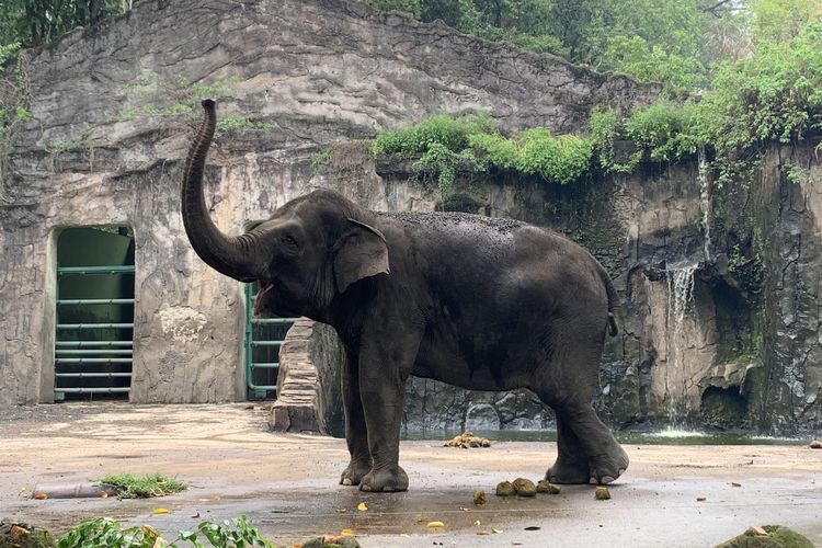 Gajah menjadi satwa paling favorit yang ingin dilihat para pengunjung di Taman Margasatwa Ragunan (TMR), Jakarta Selatan, Senin (25/12/2023). Jam buka dan harga tiket masuk Ragunan selama libur Lebaran 2024.