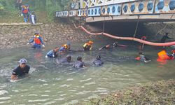 Kenapa Sungai di Jakarta Jadi Tempat Sempurna bagi Perkembangan Ikan Sapu-Sapu?