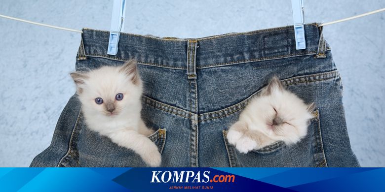 Studi Buktikan Ini 7 Manfaat Memelihara Kucing Halaman All Kompas Com