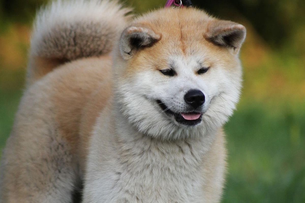 Ilustrasi anjing jenis Akita khas Jepang. 