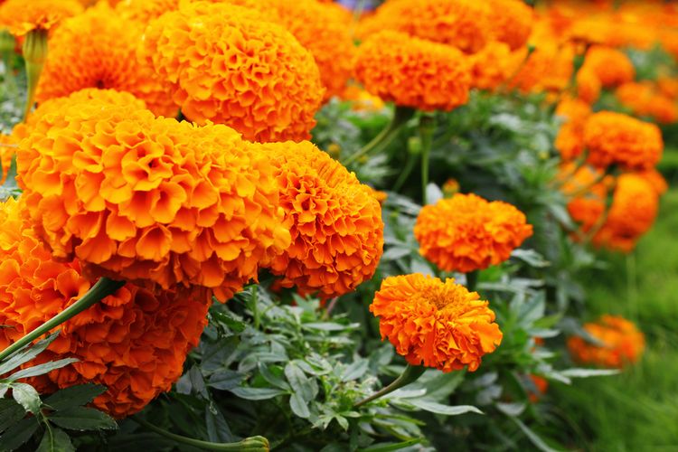 Ilustrasi bunga marigold.