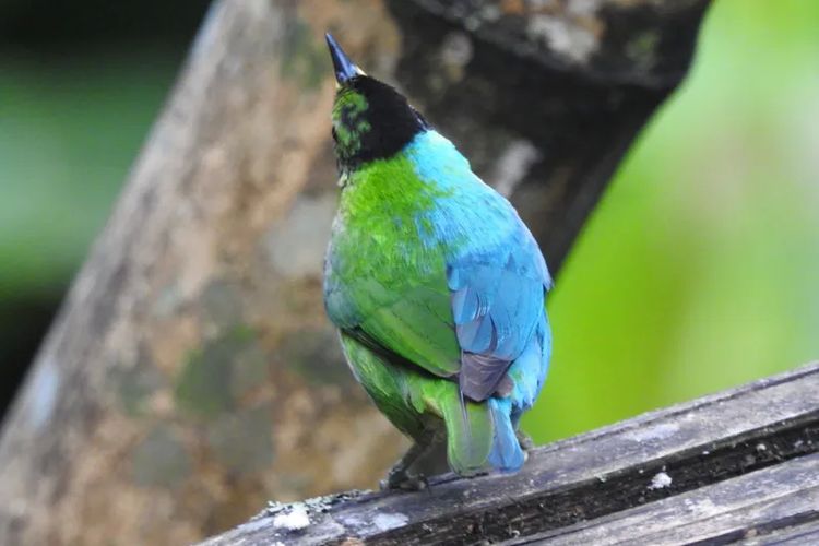 Burung betina biasanya memiliki bulu berwarna hijau sementara burung jantan berwarna biru.