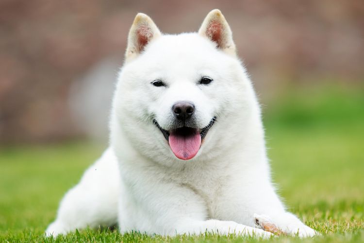 Ilustrasi anjing Hokkaido asal Jepang.