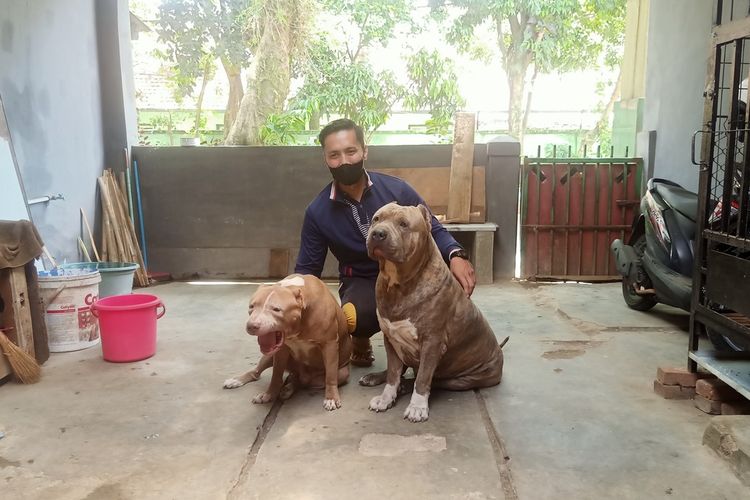 McGregor (kanan), anjing pitbull blue nose brindle ukuran besar atau XXL dengan berat 60 kilogram lebih milik Marlonov Joseph.