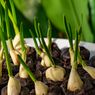 Cara Menanam Bawang Putih di Halaman Rumah, Pakai Pot dan Hidroponik