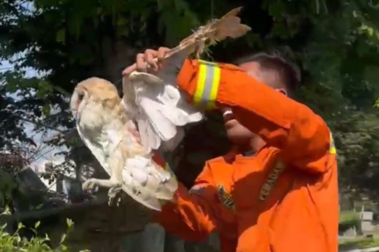 Aksi penyelamatan burung hantu yang terjerat benang layangan oleh petugas damkar Cianjur yang videonya viral di media sosial