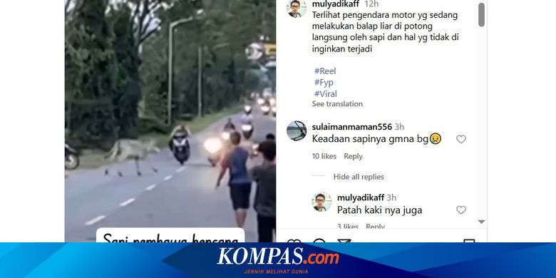 Video Petaka Balap Liar Tabrak Sapi yang Menyeberang