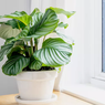 6 Hal yang Harus Diperhatikan Saat Merawat Calathea Orbifolia