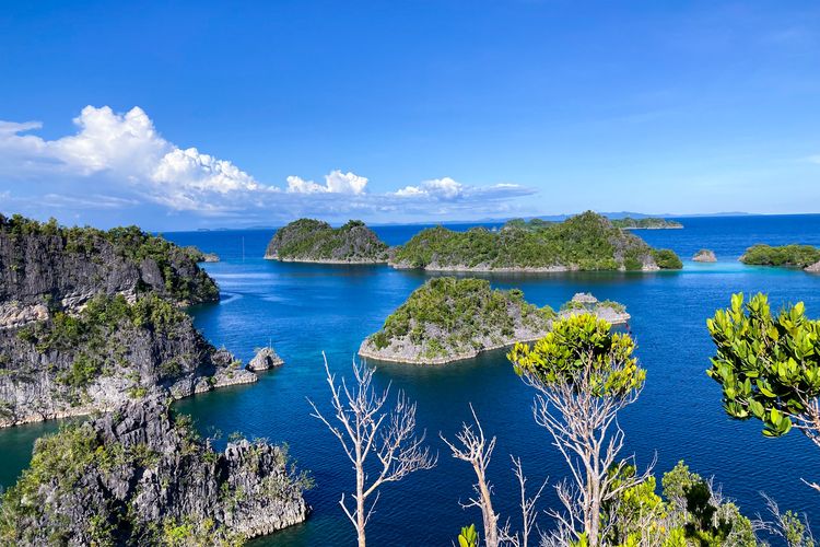 Indonesia tergolong negara maritim karena dikelilingi oleh lautan sehingga pohon kelapa dapat dengan