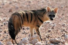Serigala Bumi, Sepupu Hyena yang Makan 30.000 Rayap Setiap Malam