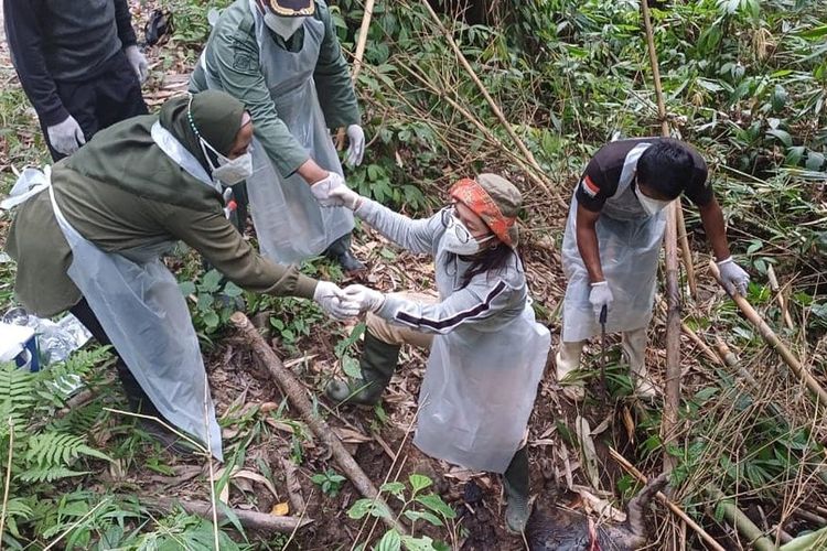 Sejumlah dokter hewan, staf Pemkab Bone Bolango dan Balai Taman Nasional Bogani Nani Wartabone tengah melakukan pemeriksaan terhjadap bangkai babi hutan yang ditemukan. Mereka mengambil sampel untuk diteliti agar diketahui penyebab kematian banyak satwa liar ini.