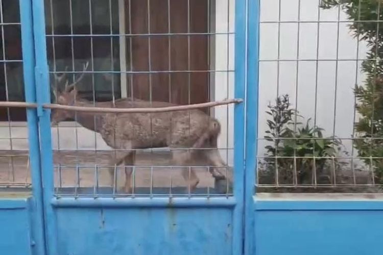 Viral, Video Rusa Berlarian di Jalan Sukoharjo, Ternyata Lepas dari Taman Sriwedari