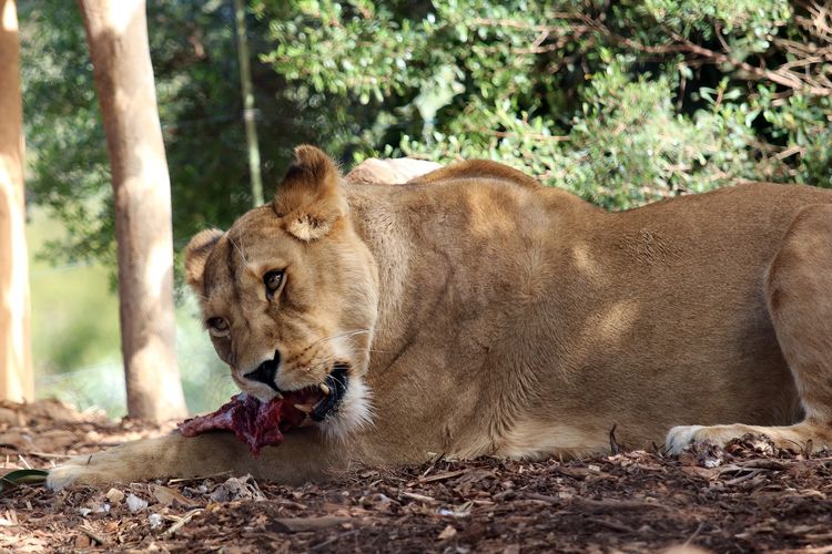 Singa, sebagai bagian dari rantai makanan dan jaring-jaring makanan