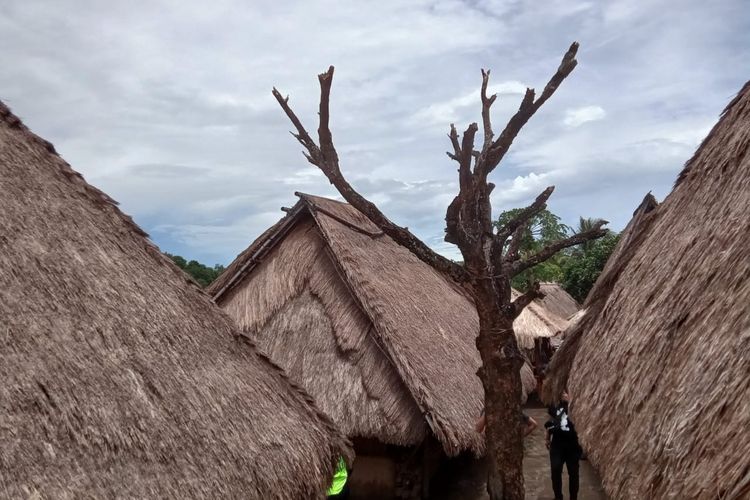 Pohon cinta di Desa Sade, Lombok, Nusa Tenggara Barat (NTB)