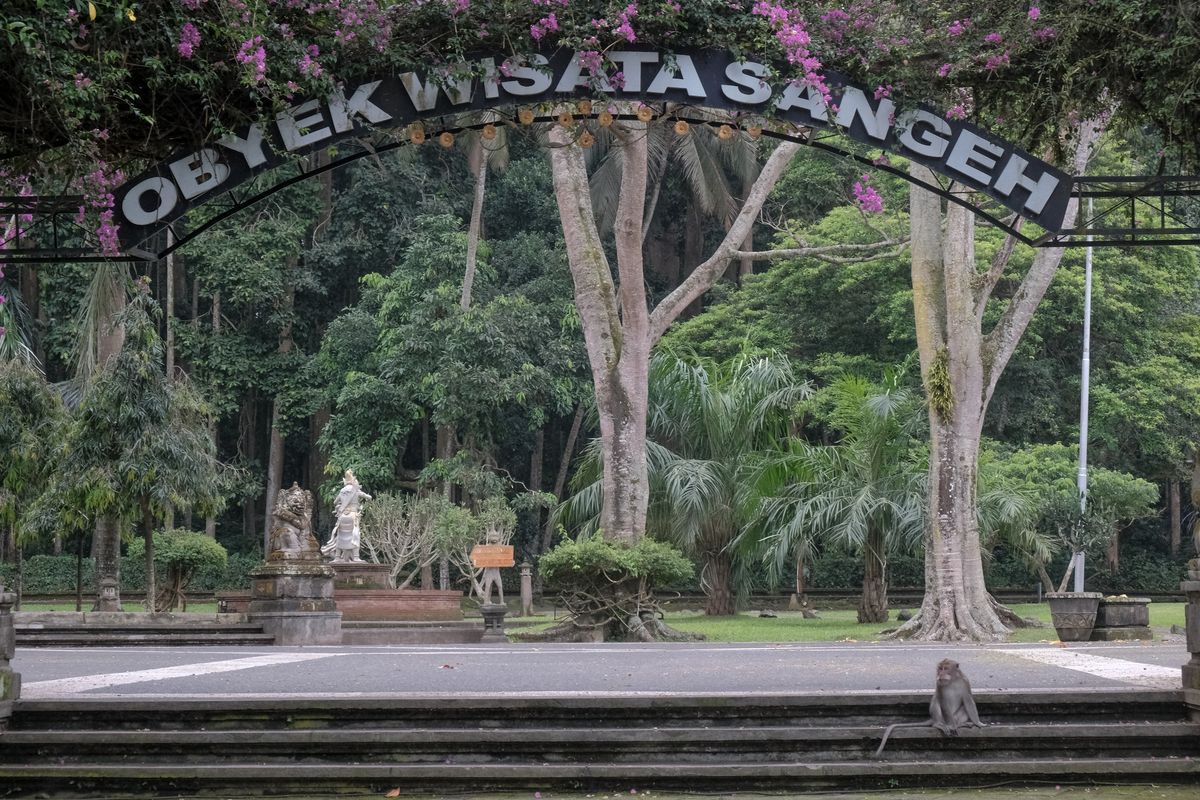 Sangeh Monkey Forest Bali.