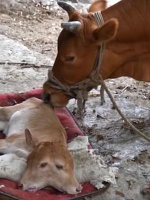 Seekor anak sapi berkepala dua di sebuah desa di Dejiang, Provinsi Guizhou, China.