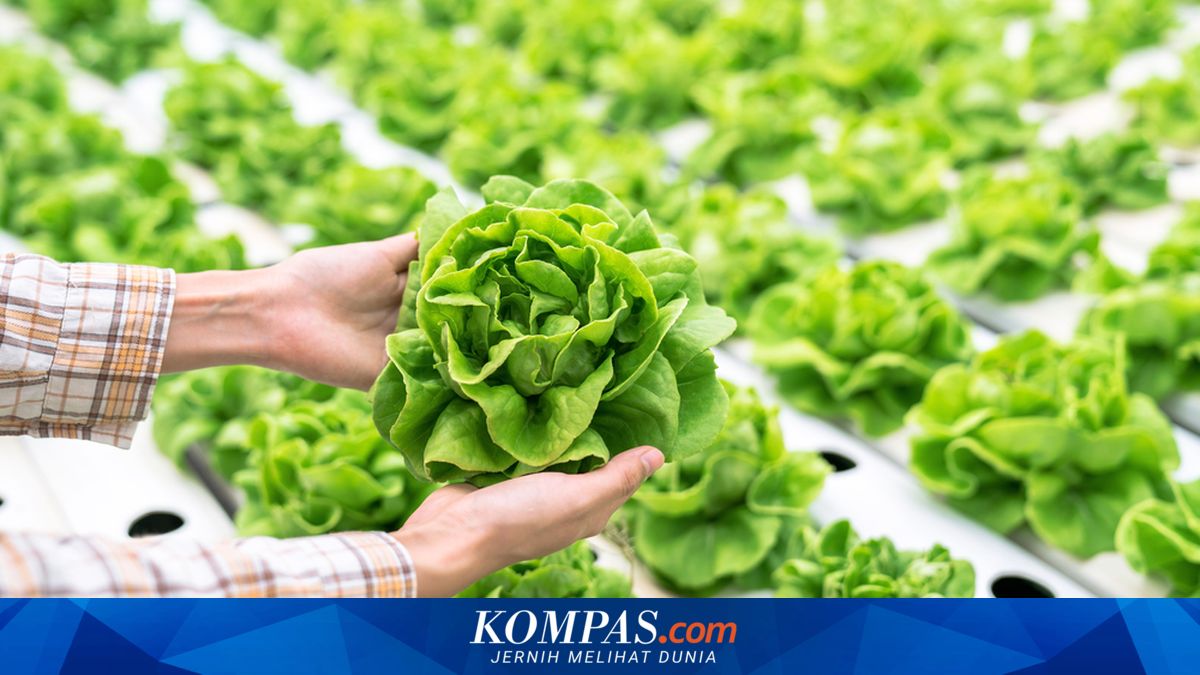 Pembiayaan Produktif untuk Pertanian dan UMKM Terus Diperluaa