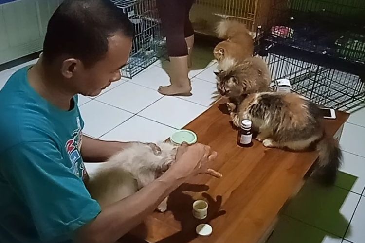 Aldi (43) memberikan obat gatal ke kucing yang dititipkan di Home Cat Cilla miliknya, Jumat (22/4/2022). Bisnis jasa penitipan hewan peliharaan makin diperlukan menjelang lebaran.