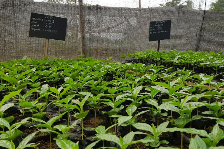 Tanaman kopi di shelter Olam, Bandung, Jawa Barat.