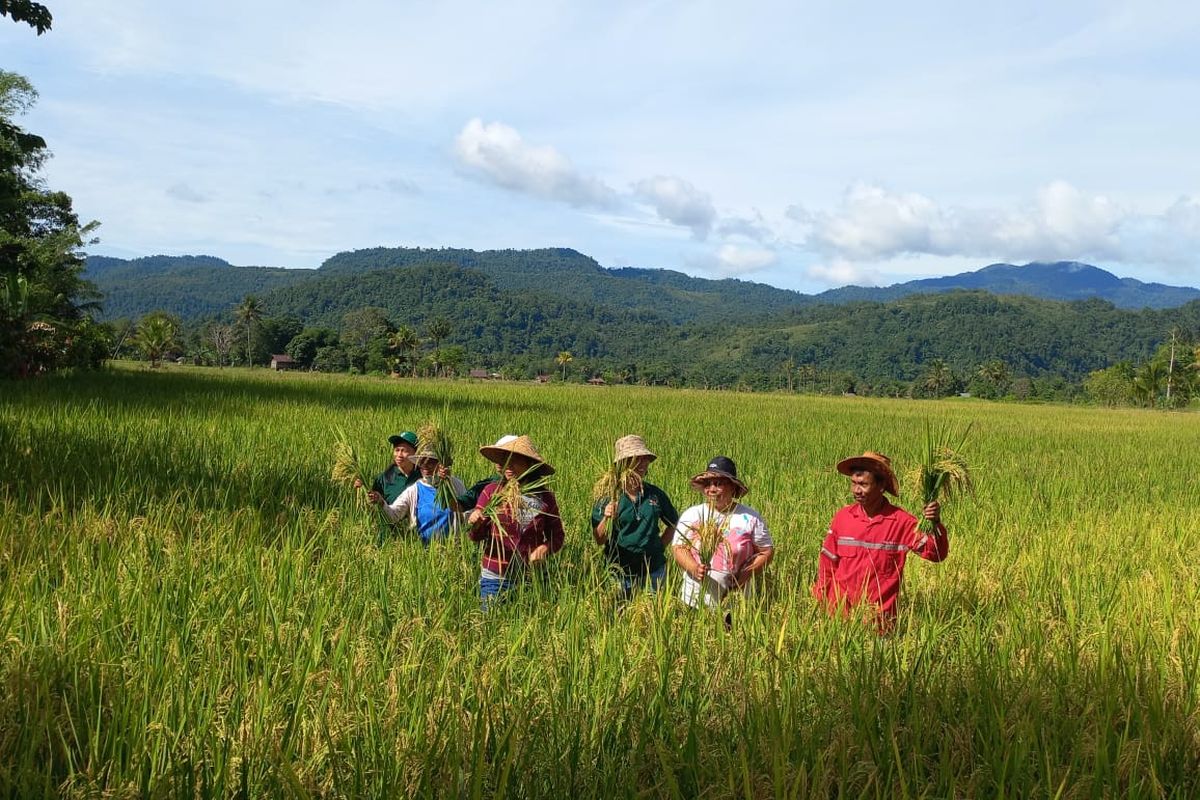 Kelompok Tani Karonsie Urako Lestari di lahan pertanian organik Wasuponda, Luwu Timur, Sulawesi Selatan, Sabtu (17/12/2022)