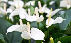 Cara Merawat Anthurium di Rumah, Primadonanya Tanaman Hias