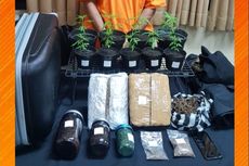 Kronologi Polisi Tangkap Pemilik 9 Pohon dan 4,5 Kg Ganja di Bali