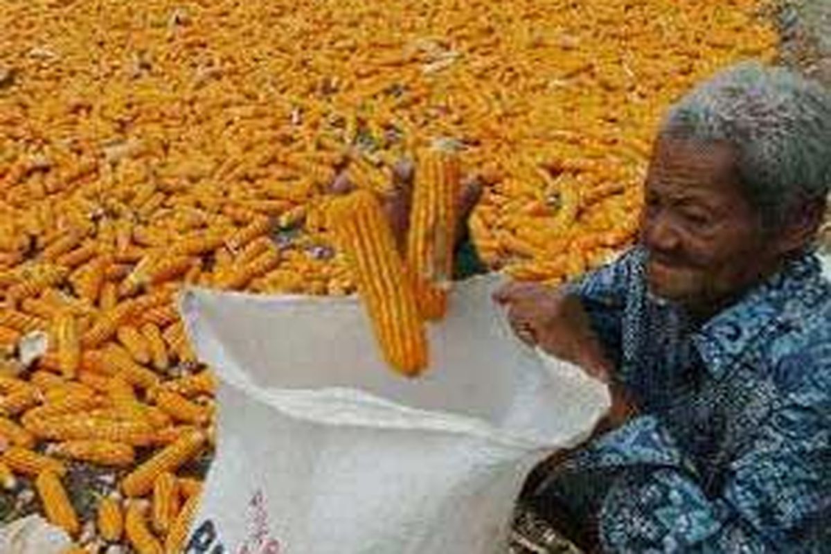 Jagung saat ini menjadi andalan Sulsel. Melalui kerja sama dengan Daewoo, Pemprov Sulsel pekan ini akan mengekspor 7.000 ton jagung ke Koresl.
