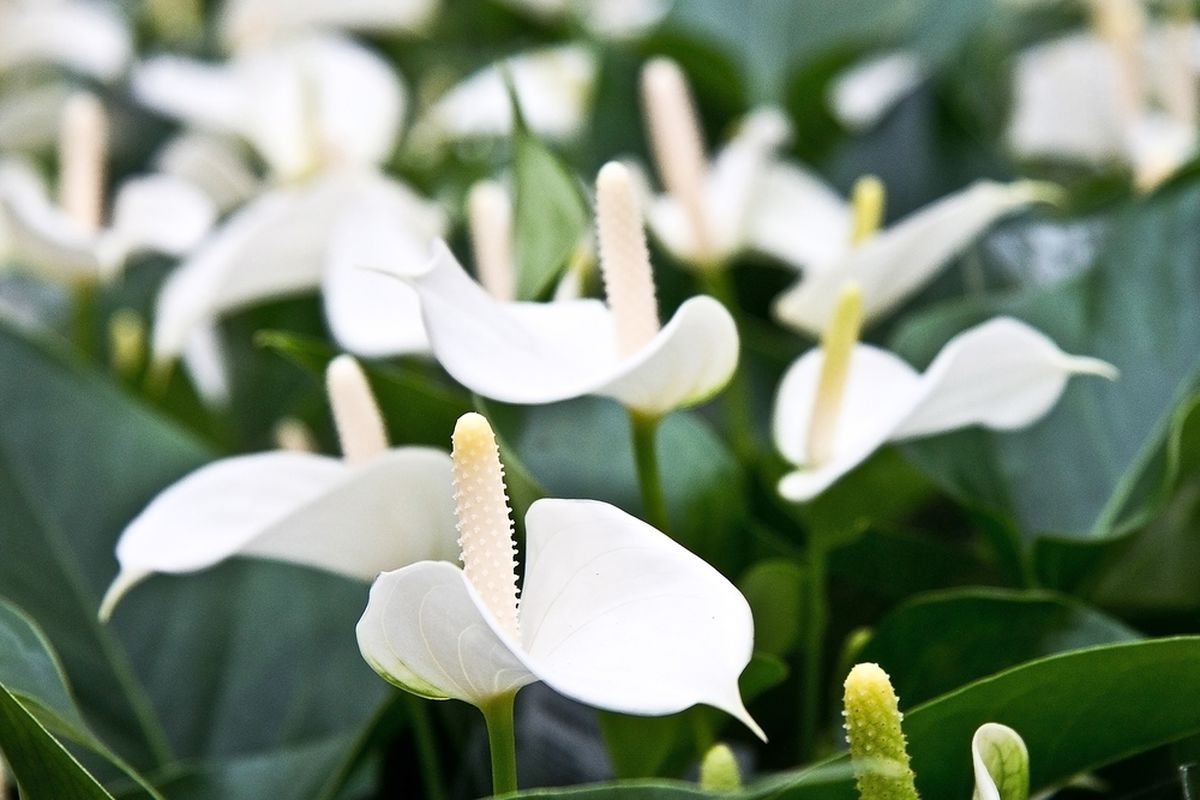 Ilustrasi tanaman anthurium putih